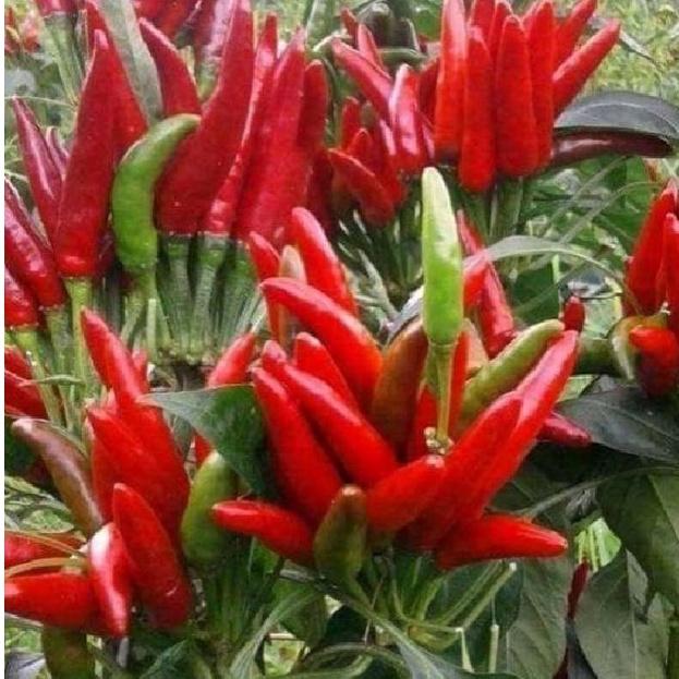 Hạt giống ớt chùm đỏ siêu cay Thái Lan-gói 0,5 gram/tặng kèm gói phân bón lót