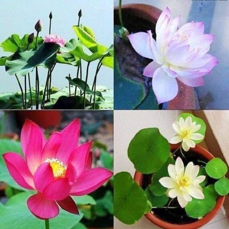 GÓI 10 HẠT GIỐNG SEN NHẬT MINI THUẦN CHỦNG NHIỀU MÀU