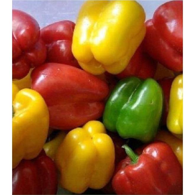 Hạt Giống Ớt Chuông Ngọt Mix Màu CT319 - Gói 10 hạt