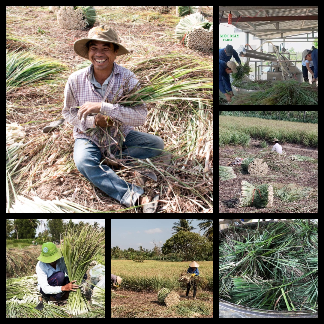 Tinh dầu Sả Chanh Organic Mộc Mây - tinh dầu nguyên chất từ thiên nhiên - chất lượng và mùi hương vượt trội