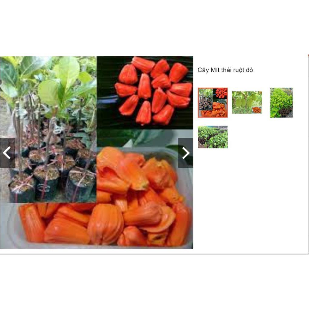 Sản phẩm Cây Ăn Trái combor 2 cây mít 1 cây nho