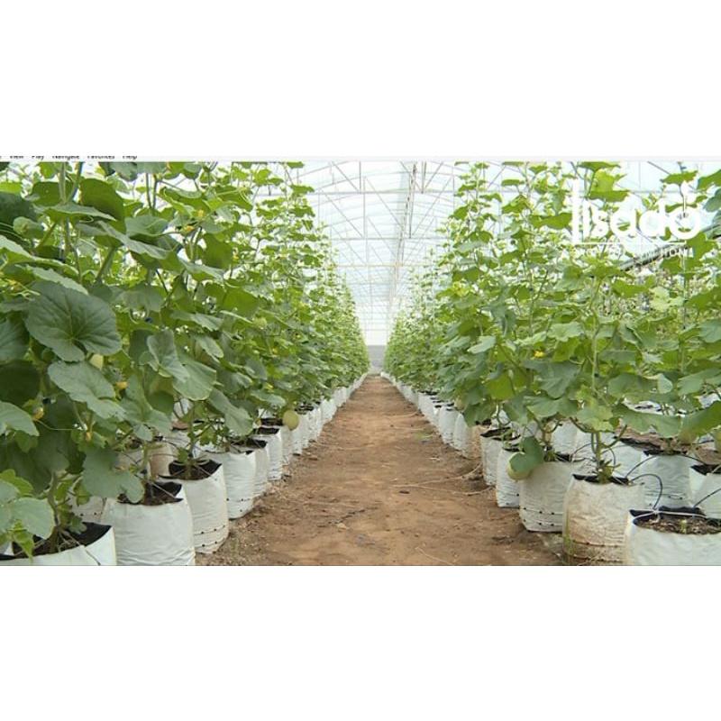 Chế phẩm bọ trĩ trên hoa hồng và dưa bầu bí