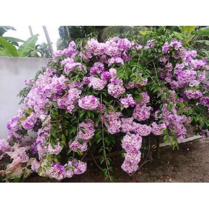 COMBO 10 BẦU CÂY GIỐNG LAN LEO TỎI TÍM