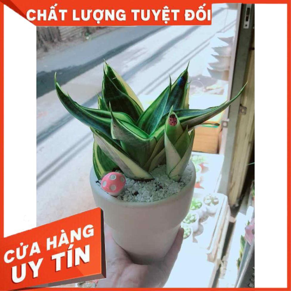 Chậu lưỡi hổ thái Nhiều Người Mua