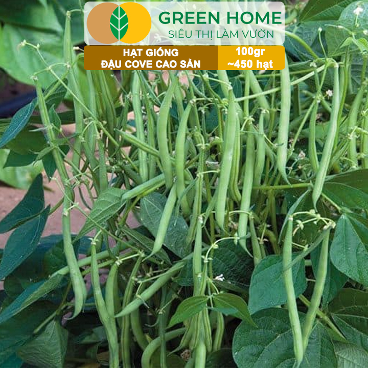 Hạt Giống Đậu Cove GreenHome, GÓI 100GR , Dễ Trồng, Nảy Mầm Cao, Thu Hoạch Nhanh, Năng Suất T45
