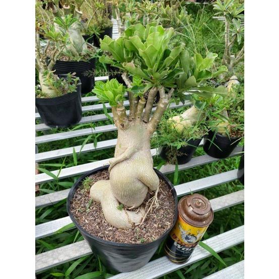 CÂY HOA SỨ THÁI CÁNH KÉP " KIỀU DIỄM " -củ size to,rễ đã tạo quái thành hình, hàng tuyển loại 1