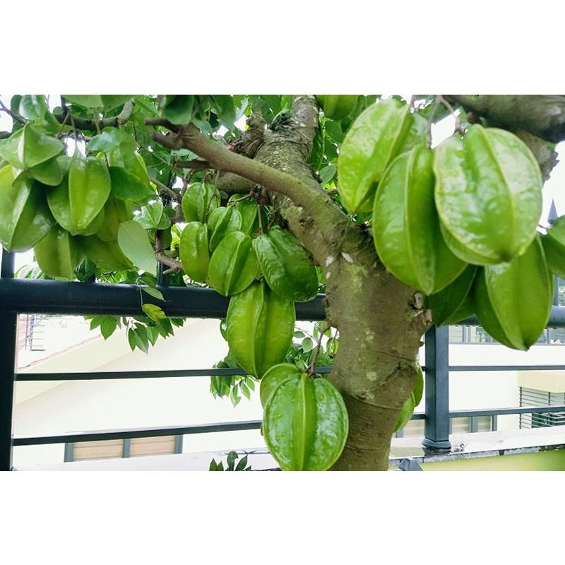 CÂY GIỐNG KHẾ NHẬT TRỒNG CHẬU