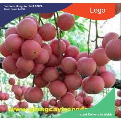 Cây giống Dâu da đất cây giống chuẩn cho năng suất cao NHANH SIÊU QUẢ CHUẨN GIỐNG