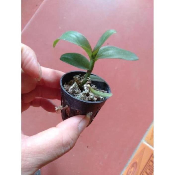 Kie hoa phong lan phi điệp lộc bắc