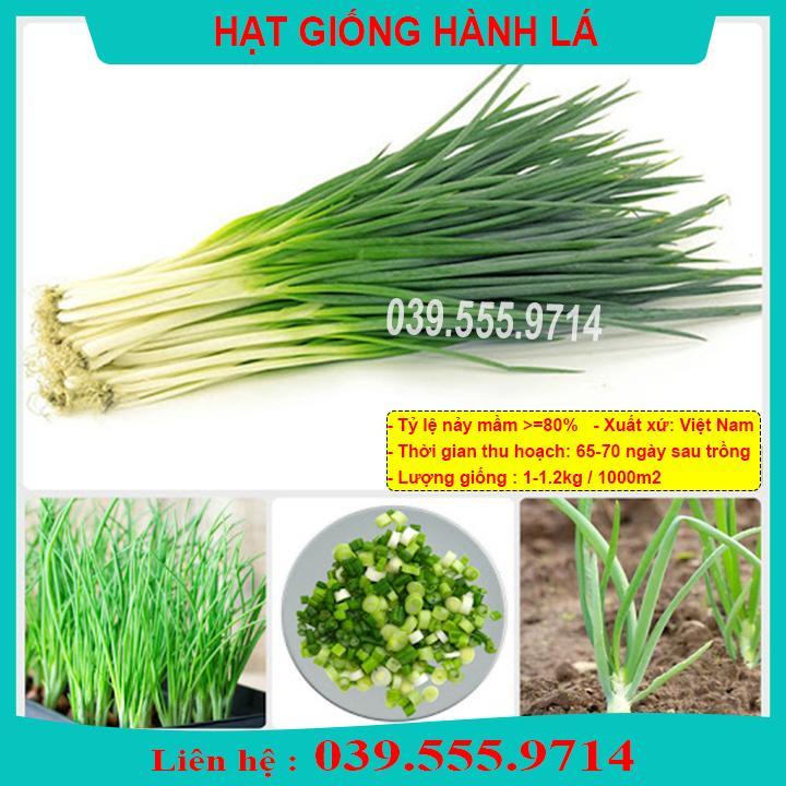 HẠT GIỐNG HÀNH GIỐNG CHUẨN DỄ TRỒNG