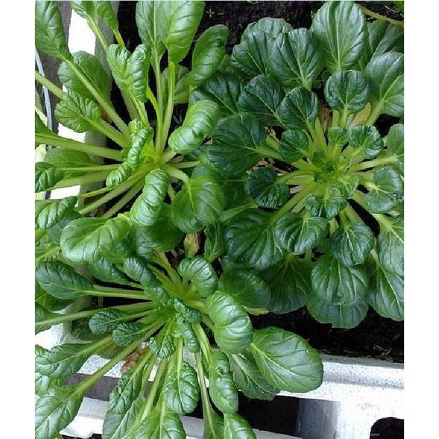 Combo 3 gói hạt giống rau cải hoa hồng xanh-gói 30 hạt-tặng kèm gói phân bón lót