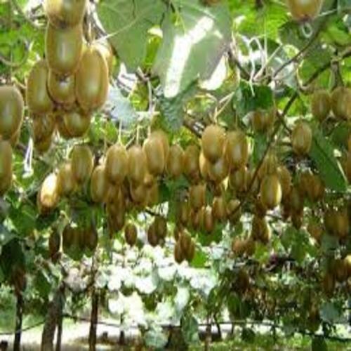CÂY GIỐNG KIWI LEO GIÀN RUỘT XANH DÒNG QUẢ SỚM, CAM KẾT CHUẨN GIỐNG F1