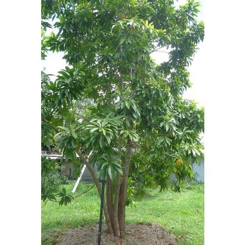 Cây Giống Lêkima chuẩn giống