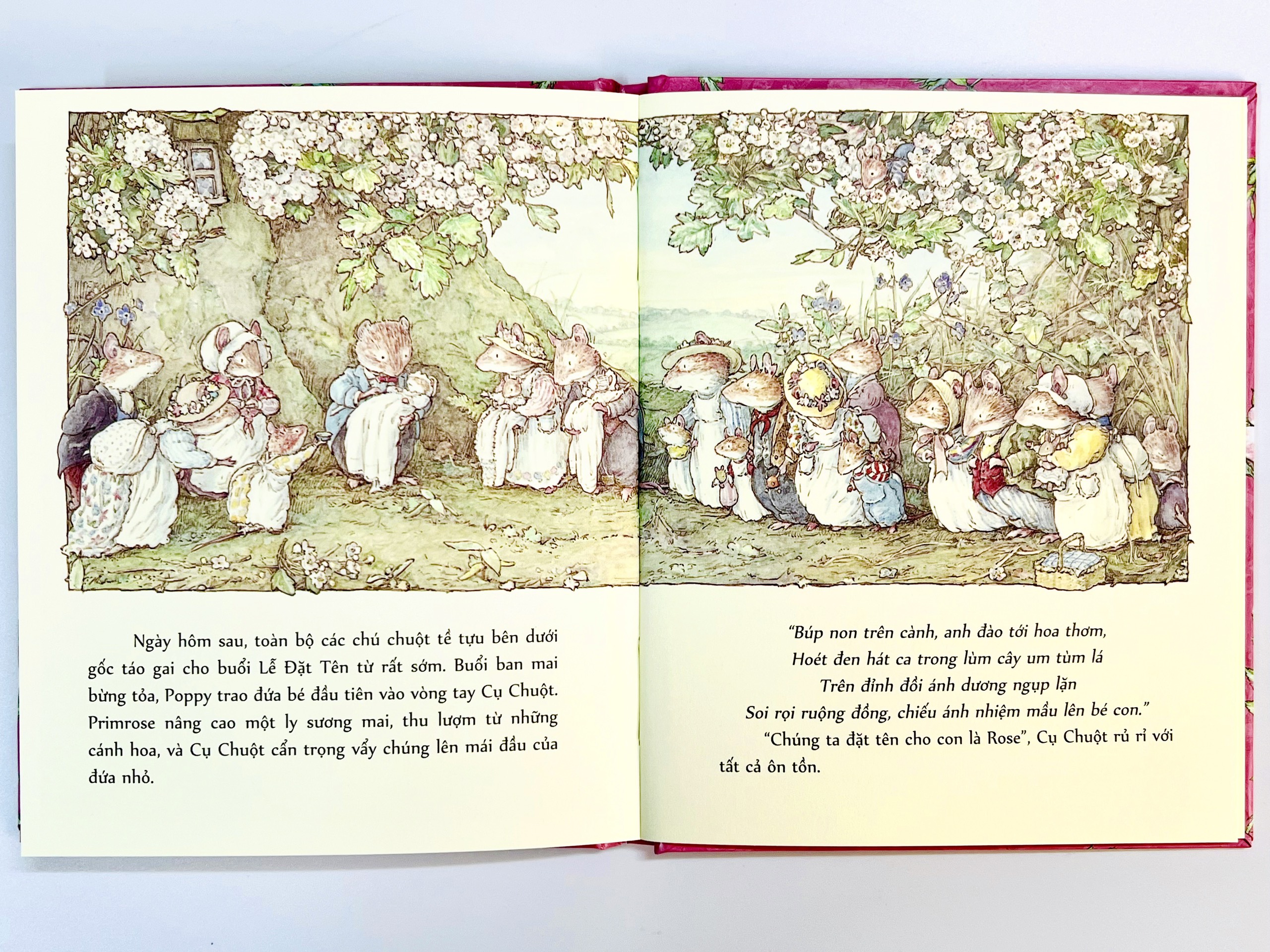 Sách - Boxset Miền Dâu Dại (Bộ 8 Cuốn) - Phiên Bản Đặc Biệt - Crabit Kidbooks - Bìa Cứng