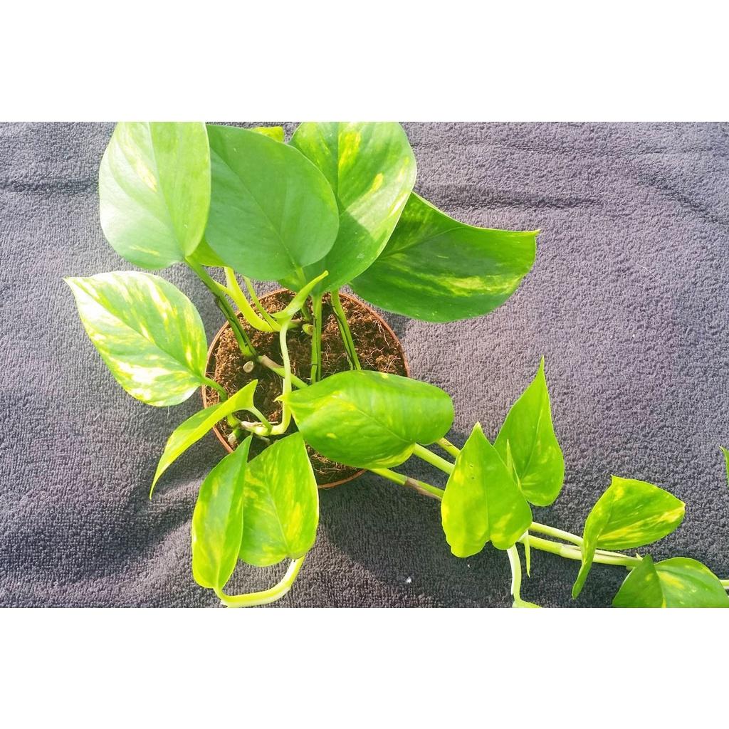 CÂY TRẦU BÀ LEO CỘT