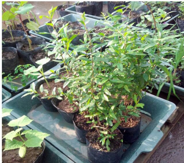 CÂY GIỐNG LỰU ĐỎ LỒNG ĐÈN