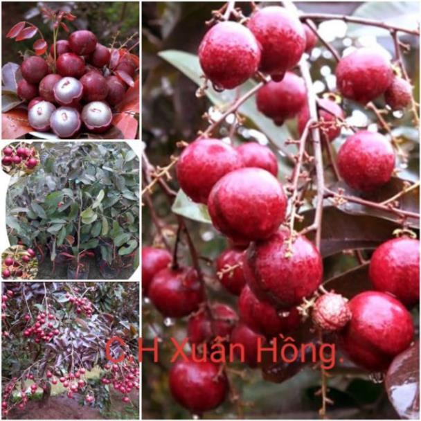CÂY GIỐNG NHÃN TÍM