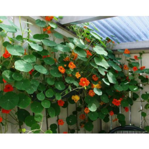 15hạt giống hoa sen cạn rủ đủ màu