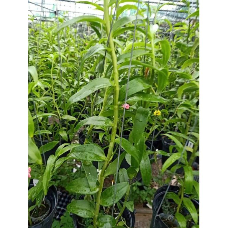 Phi điệp hàng đài côc 1 thân