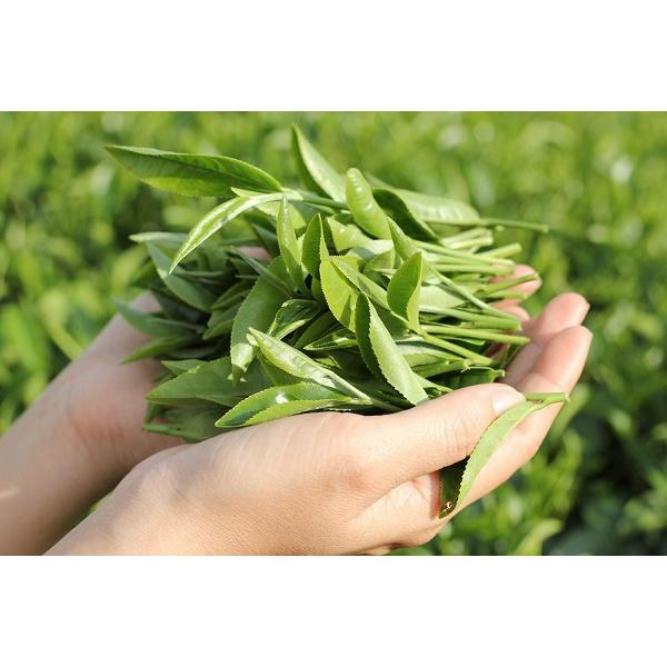 Cây giống chè kim tuyên làm trà ô long
