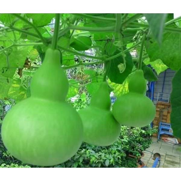 Hạt Giống Bầu Hồ Lô - Phú Nông Seeds