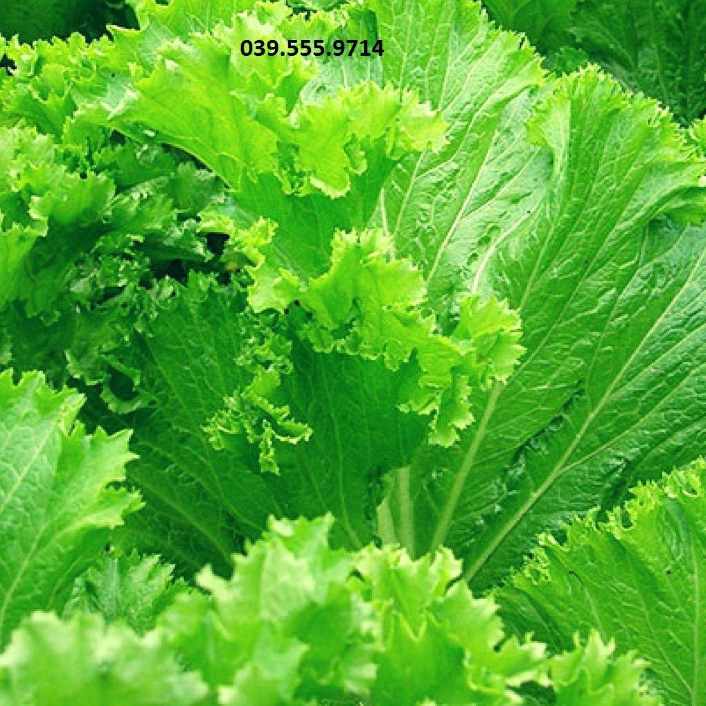 Hạt giống Cải Bẹ Mào Gà – 20gram, nhanh thu hoạch