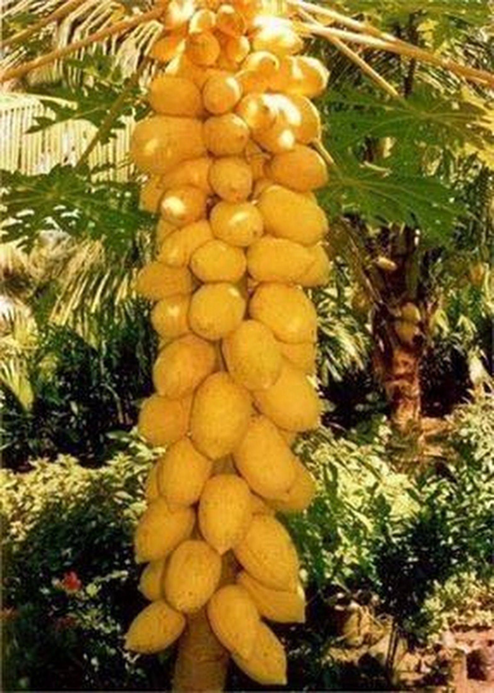 5 hạt giống cây Đu Đủ trái vàng