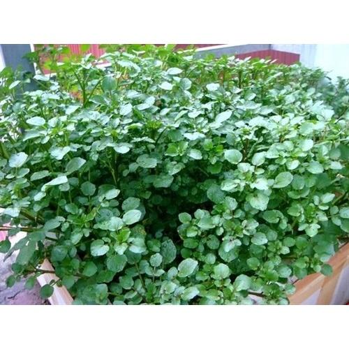 Hạt giống Xà Lách Xon, Xà Lách Xoong, Cải Xoong Mỹ 1g