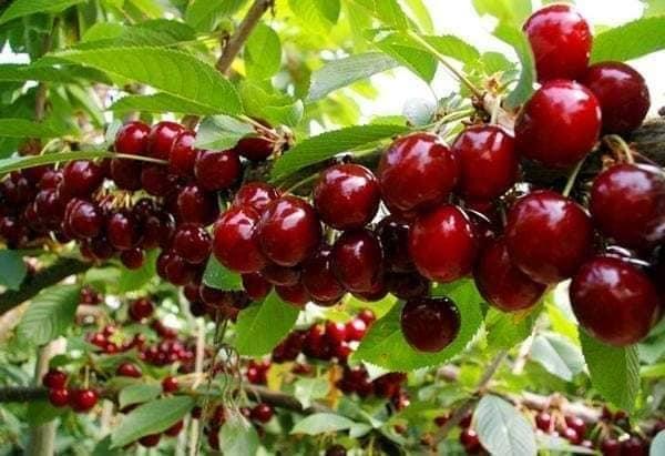 Cây cherry Brazil nhiệt đới dễ trồng chịu nhiệt tốt 1 năm ra quả