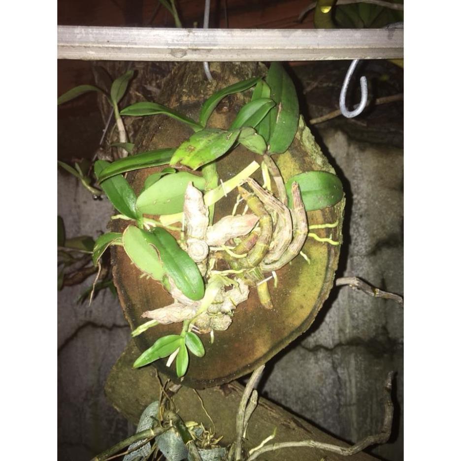 Sản Phẩm Hoa lan Hoàng Thảo Trầm 6 cánh