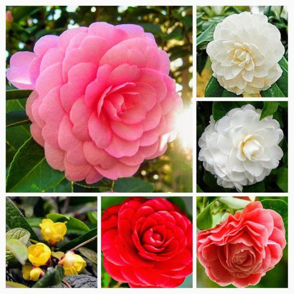 Hạt giống hoa Trà My nhật bản nhiều màu dễ trồng Camellia seeds