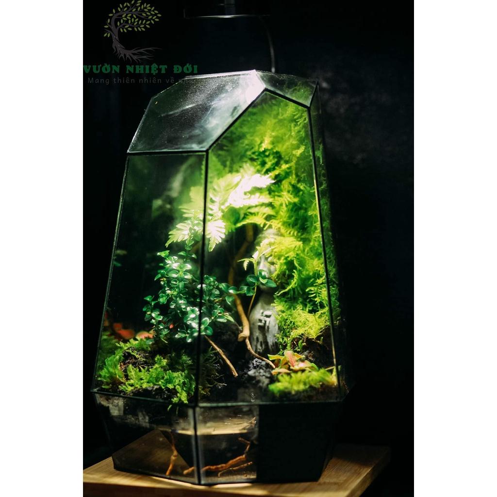 Bể Terrarium Đa Giác Setup Bán Cạn Để Bàn Làm Việc D23, R20, C32cm Đáy Lục Giác