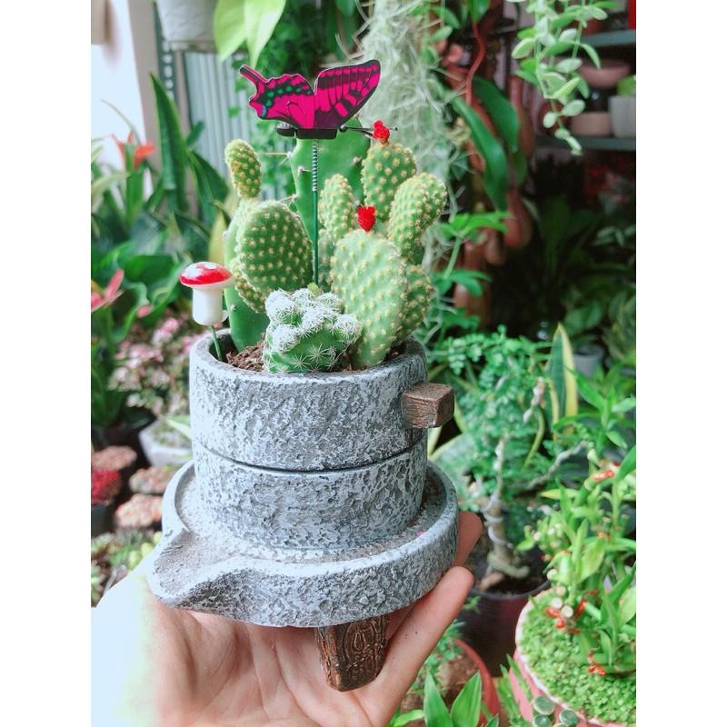 Chậu Xương Rồng Tiểu Cảnh