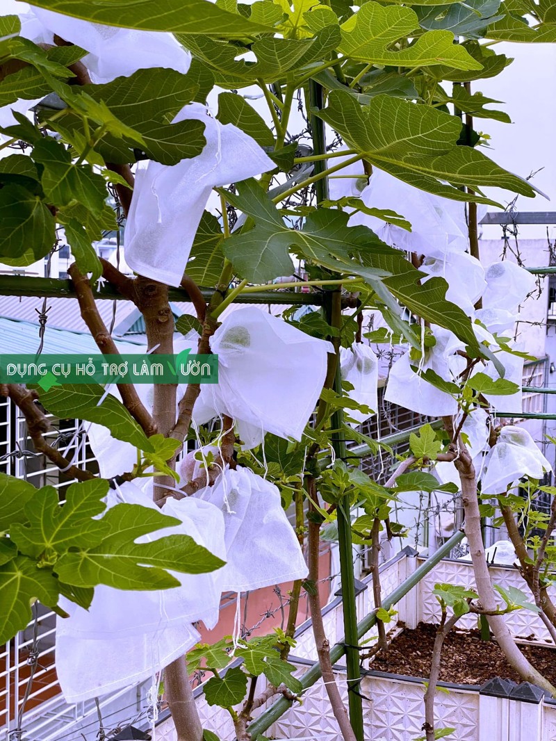 Túi bao trái cây khỏi côn trùng có nhiều kích  lựa chọn bao trái ổi mận mướp dưa leo dưa hấu dưa lưới