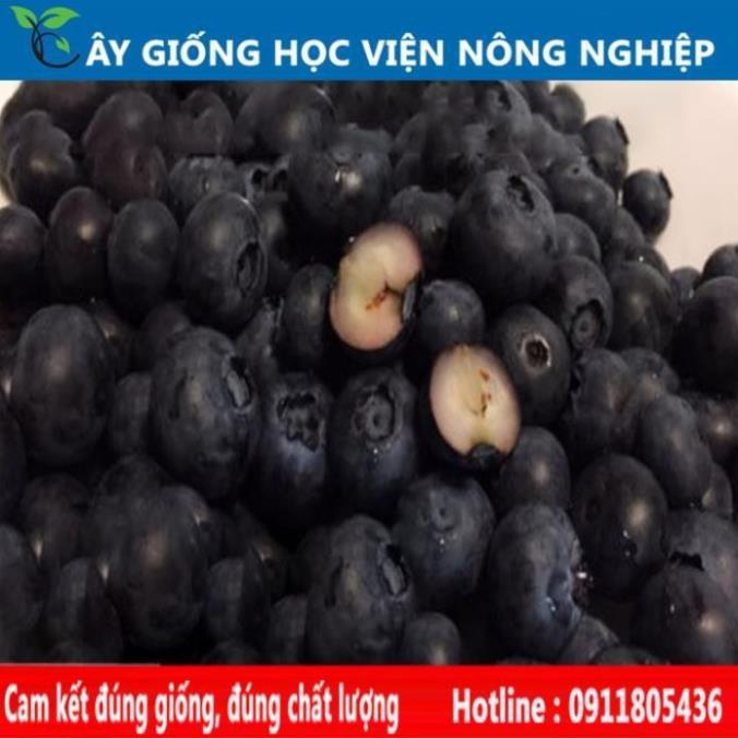 Sản phẩm Cây Ăn Trái cây giống việt quất cây ăn quả đem lại giá trị kinh tế cao