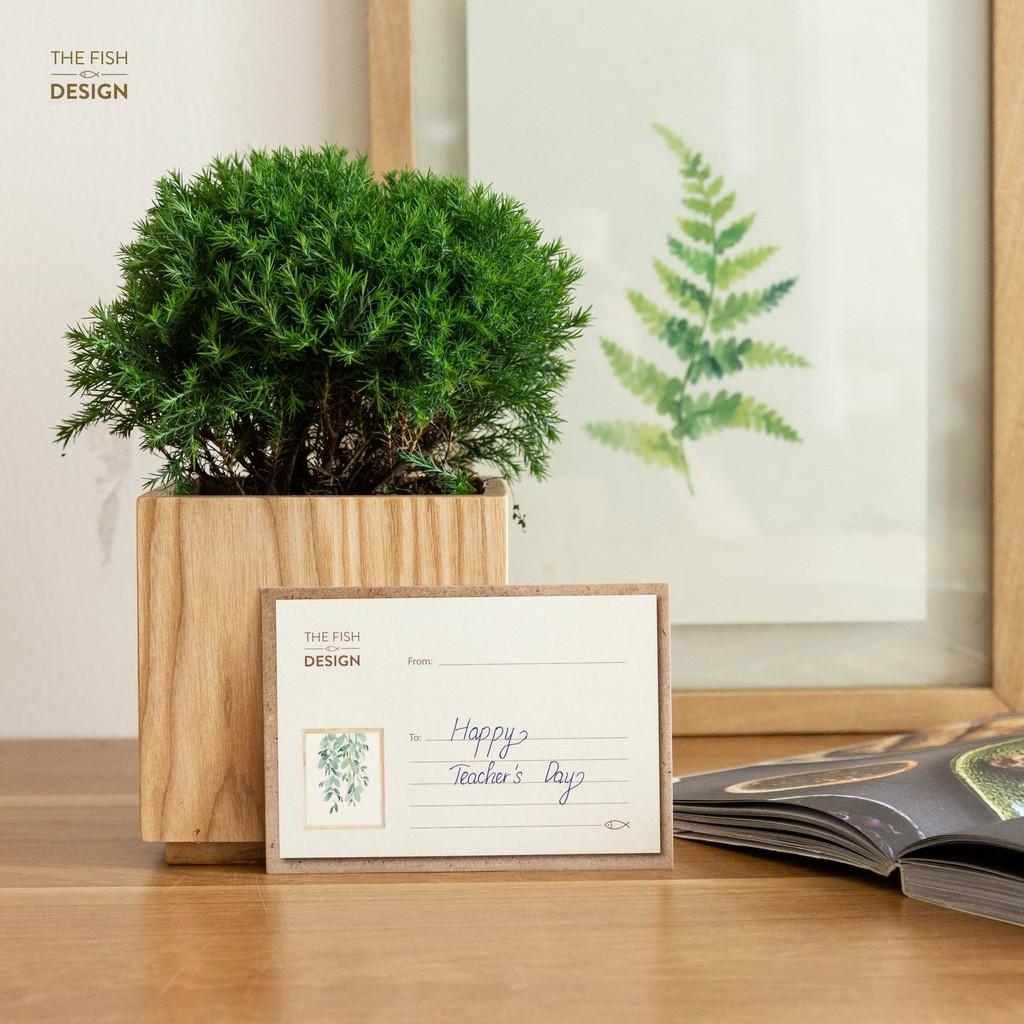 Chậu cây tùng bồng lai hợp với những người thuộc mệnh Kim, Hỏa và Mộc, giúp xua đuổi tà khí, vượng dương khí mang lại bình an và may mắn | size L | The Fish Design