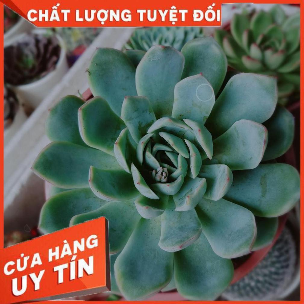 Sen đá size đại Nhiều Người Mua