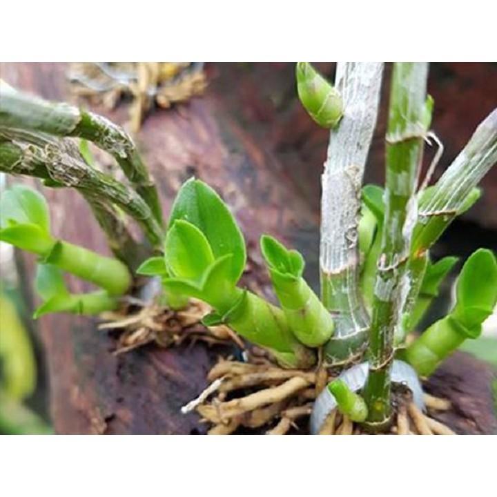 Keiki Duy Pro bôi trực tiếp kích mầm kích nụ hoa lan