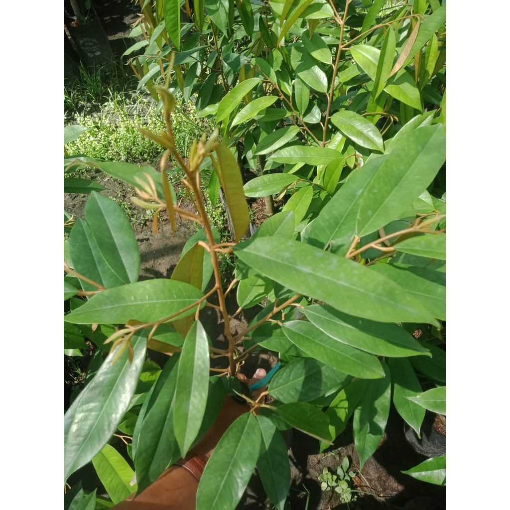 Cây Giống Sầu Riêng Thái