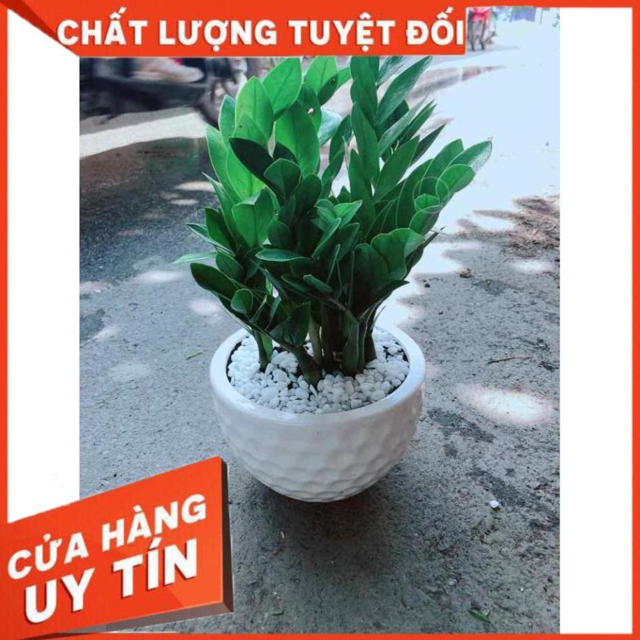 Chậu Kim Tiền Nhiều Người Mua