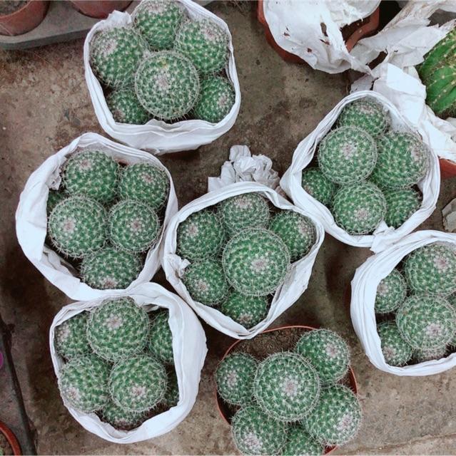 Bụi Xương Rồng Bánh Sinh Nhật