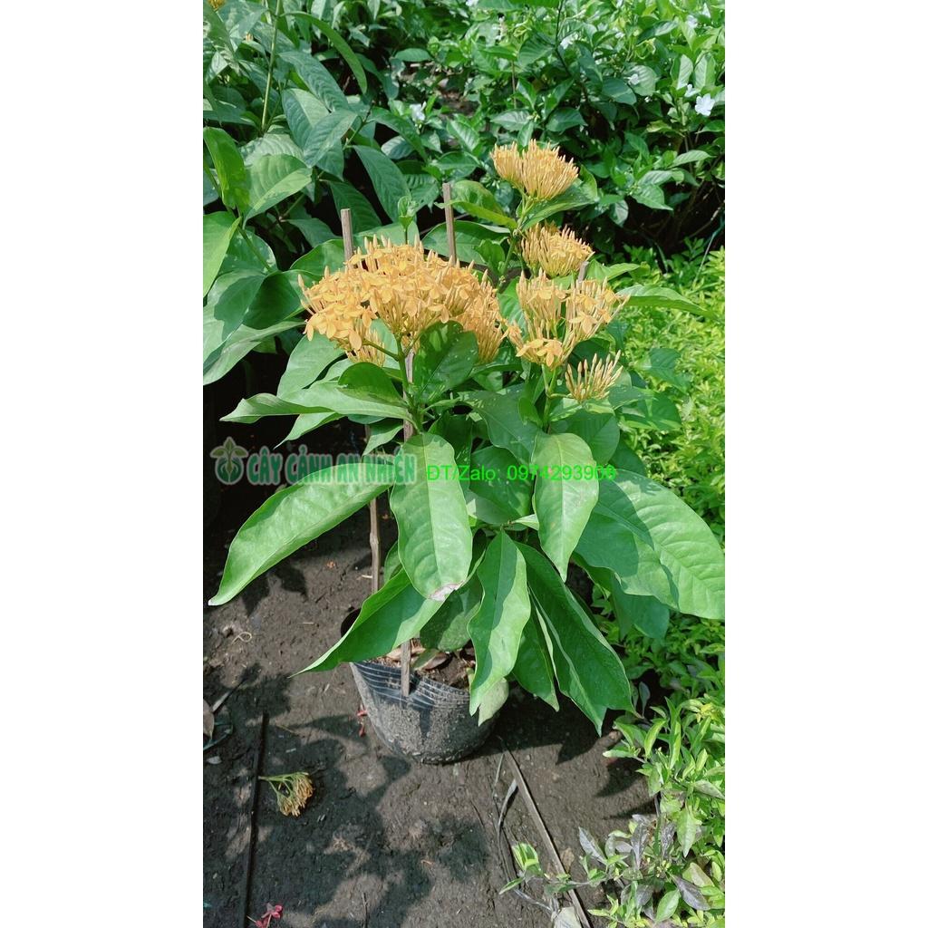 Cây Hoa Trang Mỹ Màu Vàng