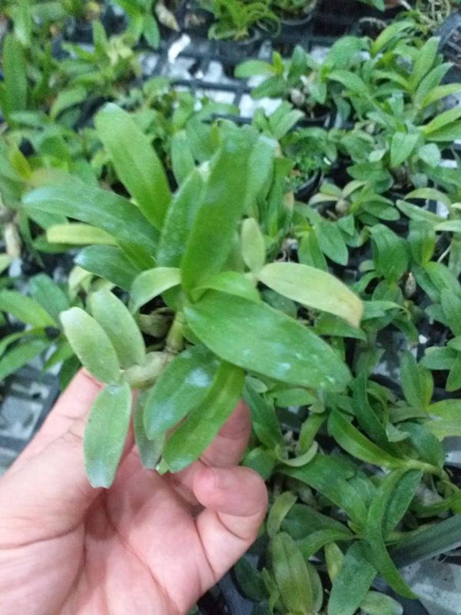 2 cây hoa phong lan - trầm 6 mắt lai phi điệp 5ct