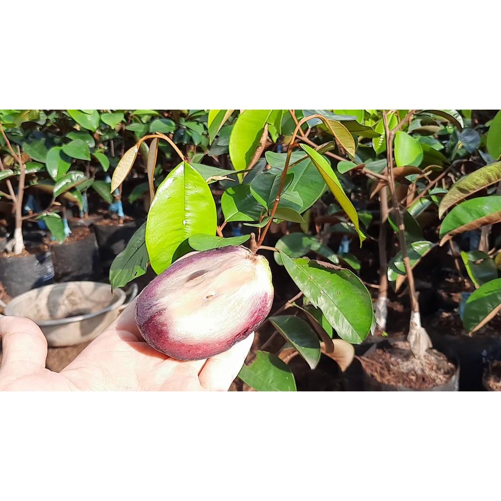 Cây giống Vú Sữa Tím Mika .
