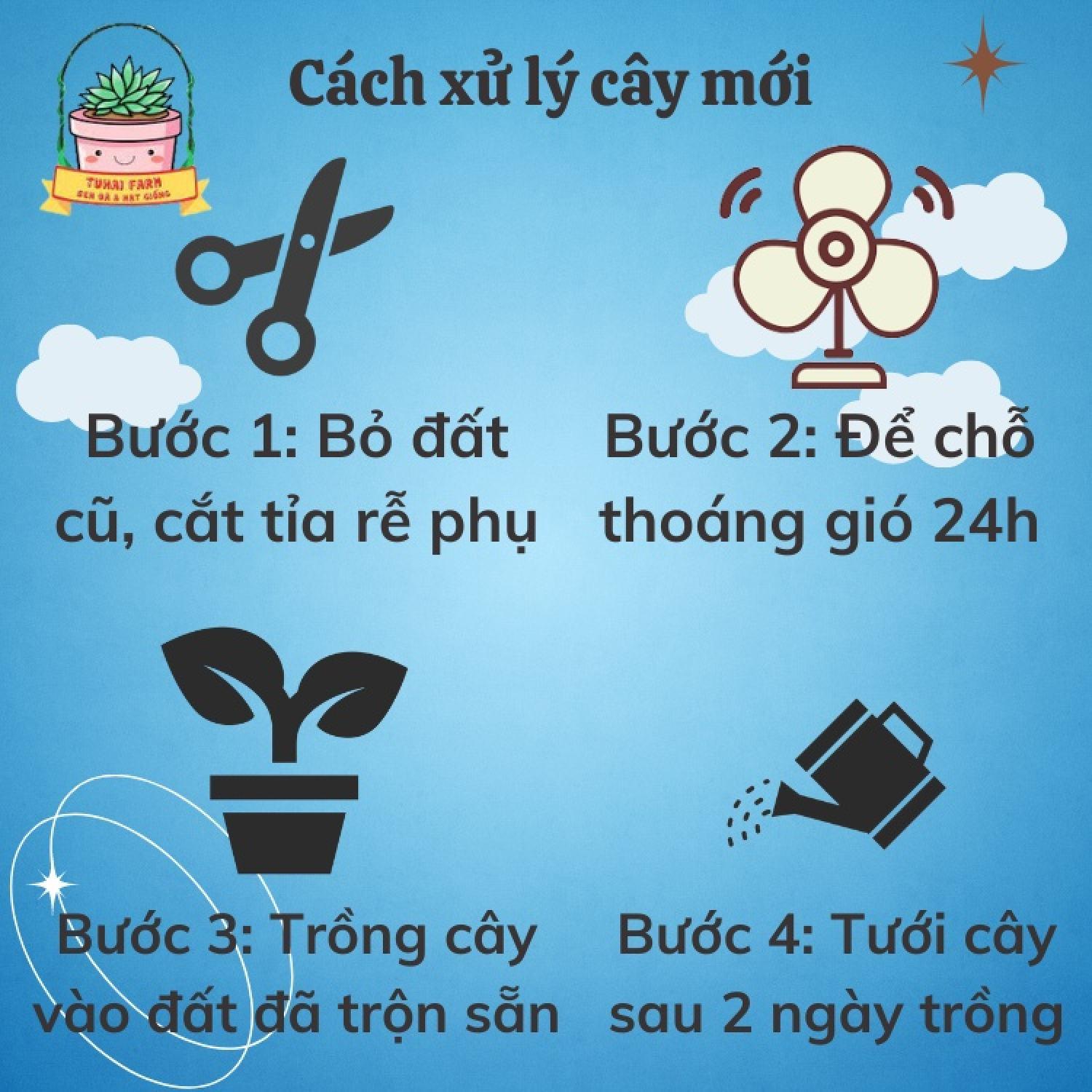 Sen đá mini được chọn cây, Thuần mọi khí hậu, lớn nhanh sống khỏe