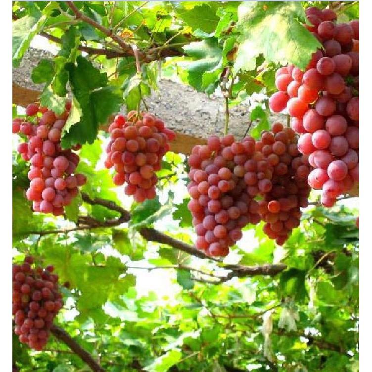 Hạt giống nho leo giàn 10 hạt/gói