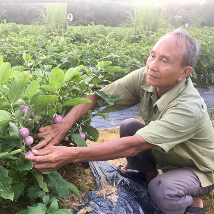 Hạt Giống Cà Pháo Tím - 1 gói 2 gram