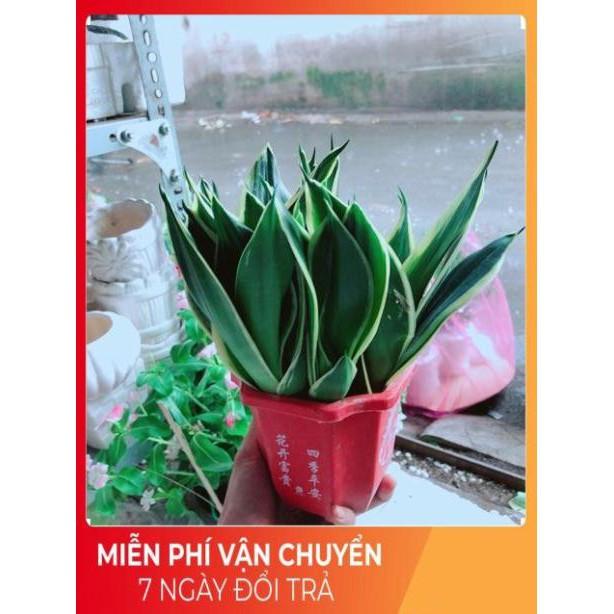 Chậu Lưỡi Hổ Thái Xanh