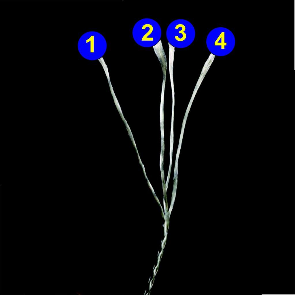 Dây Dù Siêu Bền - PE - ULTRA - 500m - X4