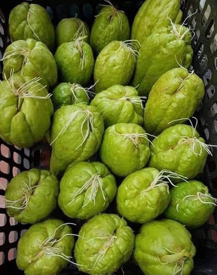 Quả Su su giống dễ trồng dễ chăm sóc ít sâu bệnh